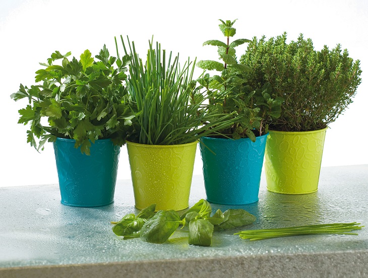 Les plantes aromatiques : bonnes pour la cuisine et faciles à entretenir Les plantes aromatiques : bonnes pour la cuisine et faciles à entretenir
