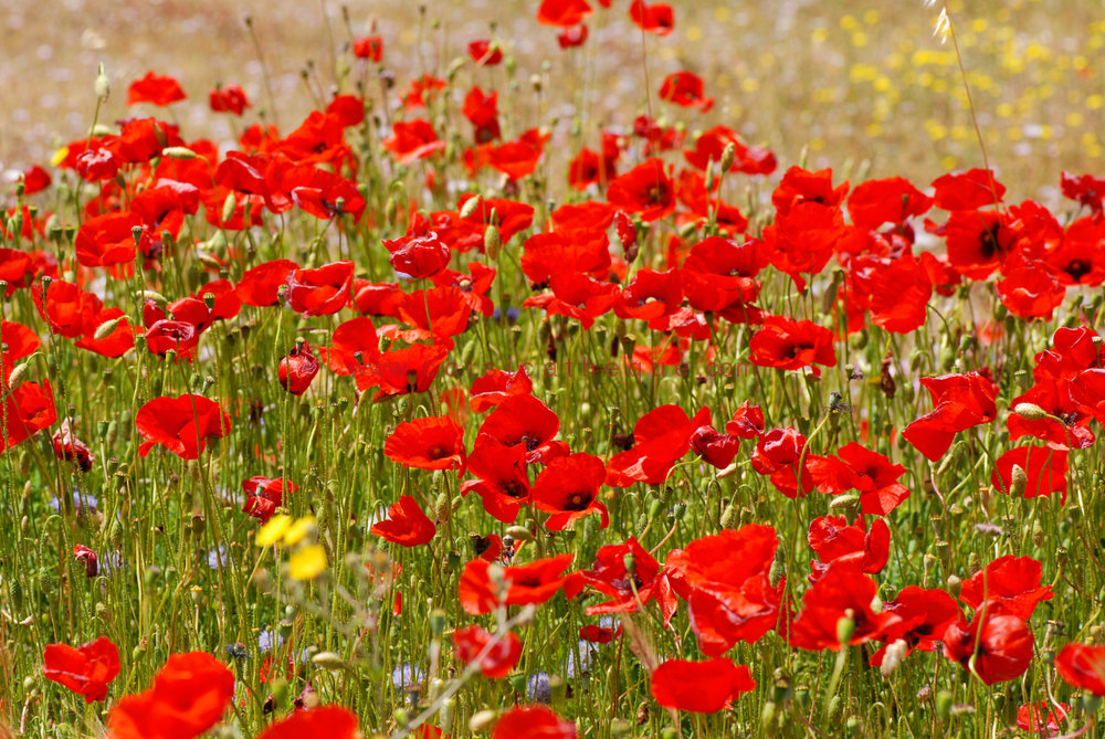 Quelle différence entre pavot et coquelicot ? Quelle différence entre pavot et coquelicot ?