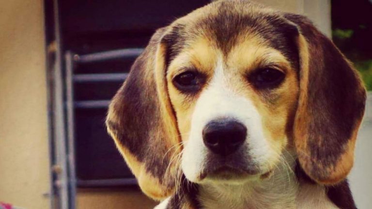 Que faire pour son chien empoisonné ? Que faire pour son chien empoisonné ?