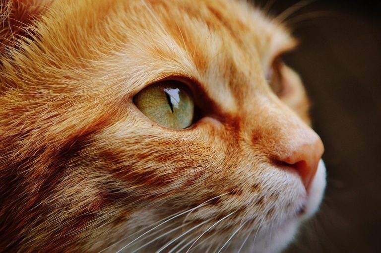 Comment bien choisir l’assurance pour un chat à travers une mutuelle ? Comment bien choisir l’assurance pour un chat à travers une mutuelle ?
