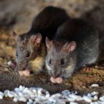 INDIA-ANIMAL-RAT