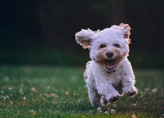 chien