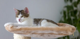 arbre à chat