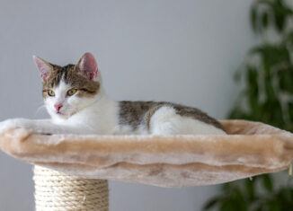 arbre à chat