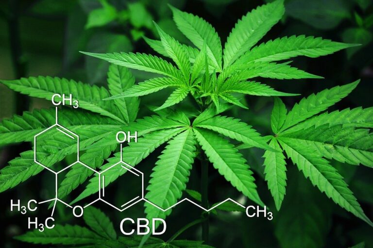 Fumer du cbd, est-ce légal en France ? Fumer du cbd, est-ce légal en France ?
