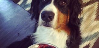 Croquette pour chien
