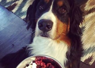 Croquette pour chien