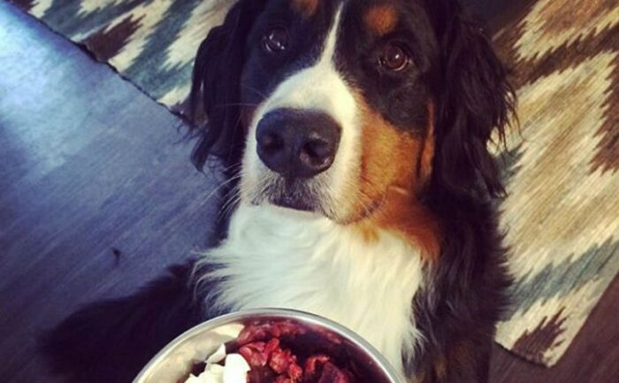 Croquette pour chien