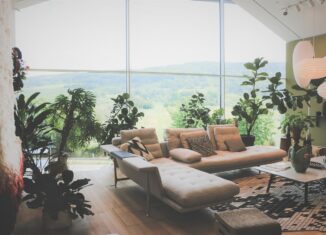 plante d’intérieur