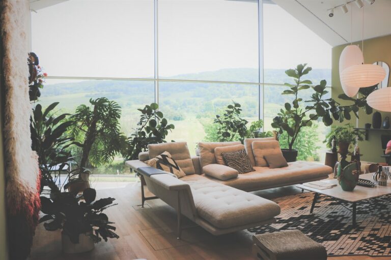 plante d’intérieur