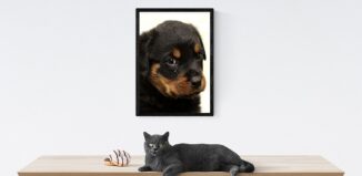 tableaux animaux
