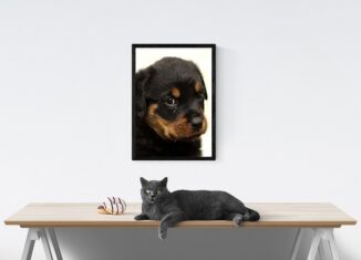 tableaux animaux