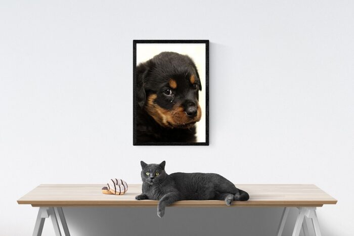 tableaux animaux