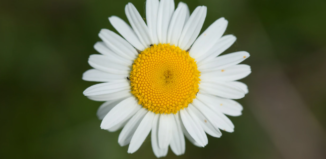 fleur de paquerette