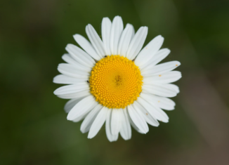fleur de paquerette