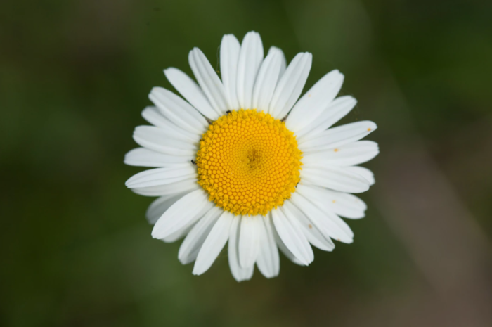 fleur de paquerette