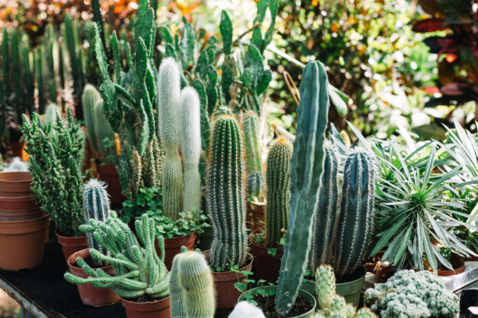 cactus dans un jardin d'hiver