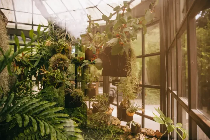 jardin d'hiver aménagé en serre