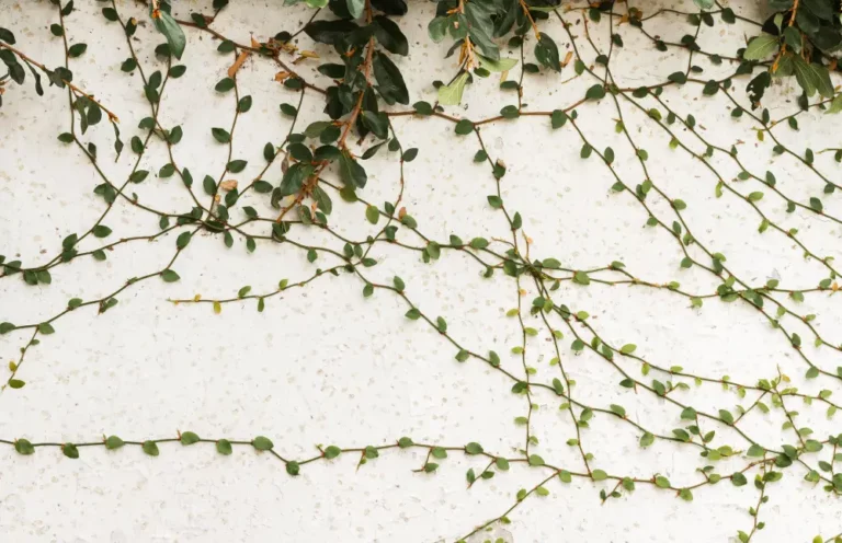 Création d’un jardin d’hiver avec des plantes grimpantes sur les murs Création d’un jardin d’hiver avec des plantes grimpantes sur les murs